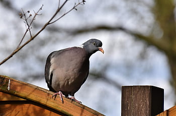 pták, holubice, Příroda, zobák, holub, ornitologie, druh, fauna, volně žijících živočichů, zvíře