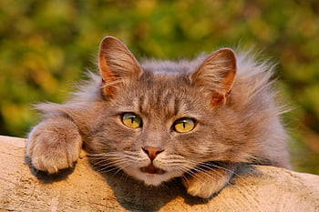 gato cinzento, Coon fofo do Maine, olhos verdes, fechar-se, relaxando ao ar livre, encantador, gato ao ar livre, gato fofo, maine coon cat, gato de olhos verdes, animal de estimação ao ar livre