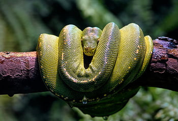 zöld fa python, piton, záróizom, kígyó, Mérleg, hüllő, vadvilág, természet, ág, nonvenomous