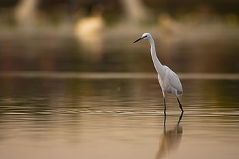garceta, pájaro, animal, garza, naturaleza, fauna silvestre, aviar, plumaje, plumas, ornitología, paloma