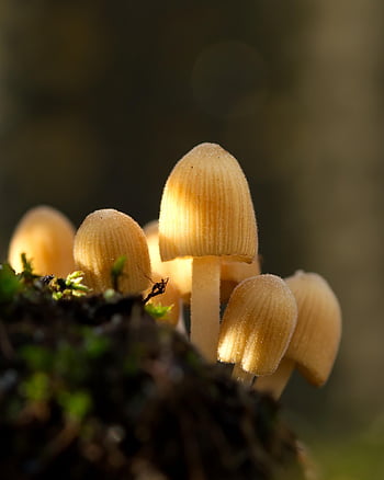paddestoel, fungus, natuur, herfst, groente, toenemen, Bos