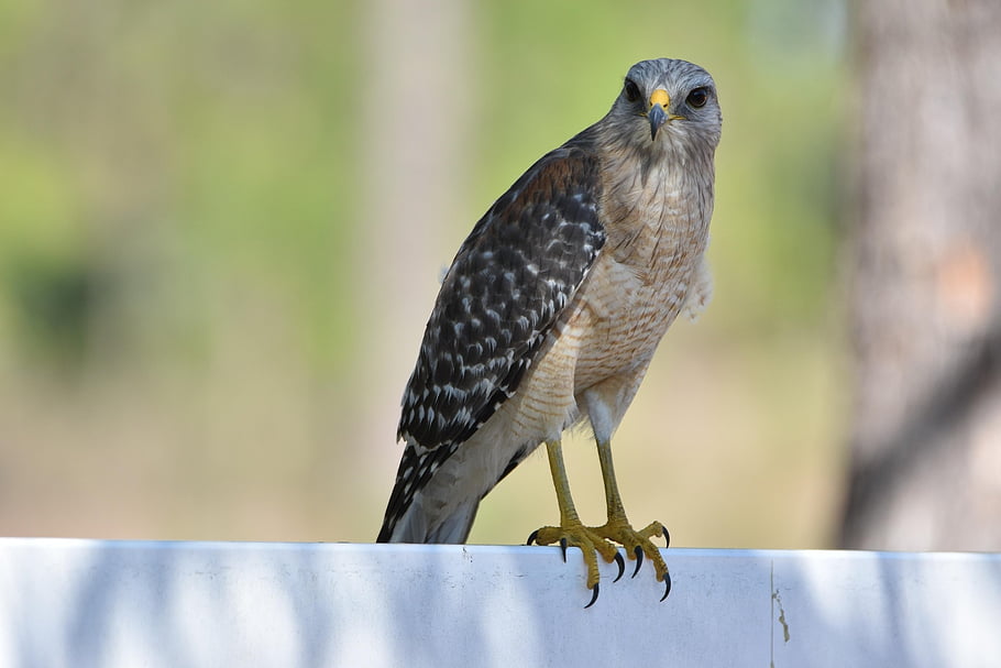 red Shouldered Hawk, back Yard, raptor