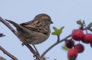 sparrow, hedge Sparrow, garden Bird, cute, spring, songbird, beak, wing, feather, foraging, nature