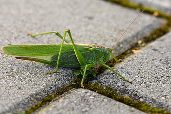 insect, grasshopper, entomology, animal, close Up, green, hay Horse