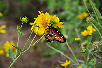 butterfly, nature, insect, wings, entomology, summer, pollinator, wing