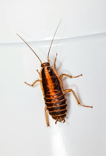 šváb, detail, hmyz, bílý povrch, Podrobný výstřel, makro fotografie, škůdce, entomologie, Chyba, šest noh, antény