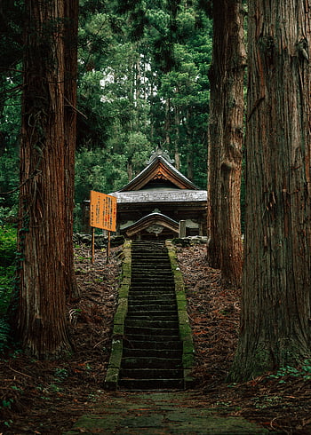 old gazebo, green wild forest, ancient gazebo, lush green forest, tranquility, towering trees, steps, wild forest, green forest, nature, serenity