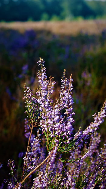 lyng blomster, Calluna, fælles lyng, lilla blomster, Ericaceae, natur, blomster, flora, eng