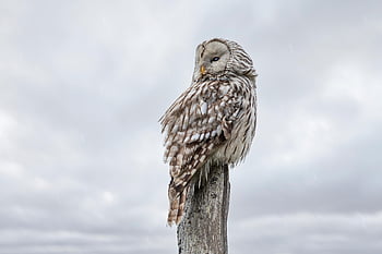 pták, sova, ornitologie, druh, zvíře, ptačí, fauna, dravý pták, peří, Příroda, zobák