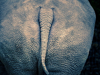 rhino, rhinoceros, rhino Butt, pachyderm, animal, wildlife, zoo, nature, mammal, wilderness