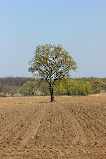 strom, pole, tráva, mraky, silnice, Příroda, krajina, nebe, západ slunce, stromy, letní