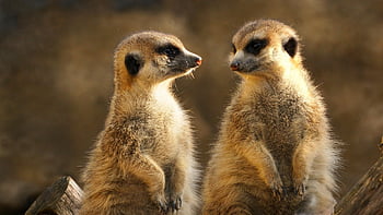 meerkat, animals, wildlife, suricate, mongoose, mammal, fauna, nature, zoo, animal Photography, closeup