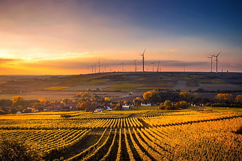campo agricolo, turbine eoliche, tramonto, paesaggio di campagna, vista panoramica, tramonto vivido, scena rurale, vigneto, energia rinnovabile, bellezza naturale, ora d'oro