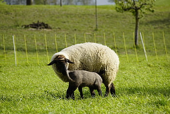 pecora, madre pecora, agnello, pascolo, alimentazione