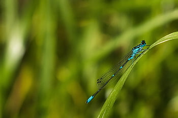 azure damselfly, coenagrion puella, poněkud, hmyz, makro, Příroda, tráva, zblízka, volně žijících živočichů, vážka, detail