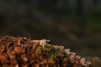 houba, borová šiška, symbióza, mech, lesní podlaha, zimní, Příroda