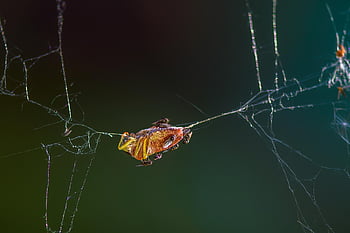 bug, trapped, cobweb, caught, insect, web, spiderweb, nature, closeup
