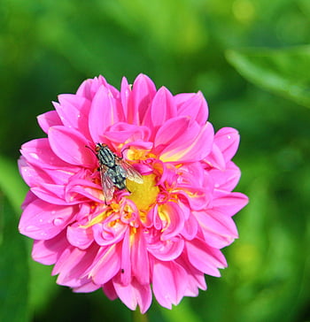 pink Dahlia, fly, pollination, insect, pink Flower, close Up, flower, nature, bloom, flora, garden