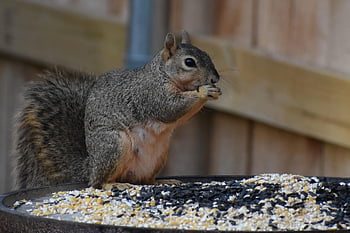 リス、 キツネリス、 齧歯類、 動物、 野生動物、 哺乳類、 採餌、 野生、 毛皮のような、 可愛い、 自然