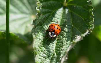 ladybug, beetle, leaf, to Sit, wolf Down, insect, nature, points, lucky Charm, spring, macro