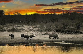 orrszarvú, afrikai bivaly, víz lyuk, napnyugta, kruger park, vadvilág, természet, szavanna, állatok, tájkép, Afrika