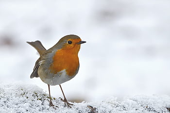 ロビン、 鳥、 冬、 鳴き鳥、 野生動物、 鳥類学、 雪