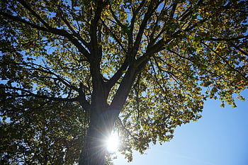 autumn Mood, tree, fall, sun, sunlight, heaven, leaves, branches, deciduous Tree, nature, season