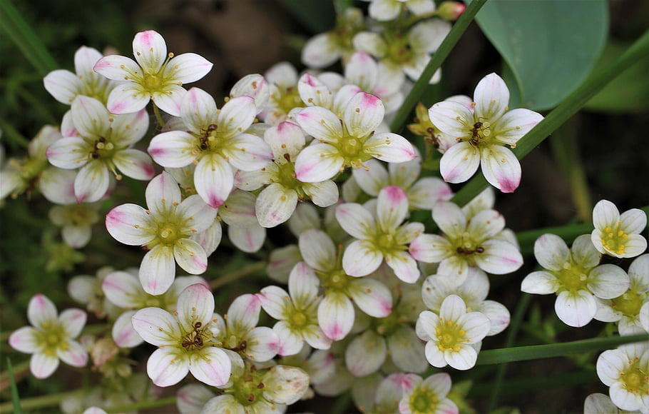 astmoossteinbrech, saxifrage, saxifraga Hypnoides, astmoos Stone Crushing, blossoms, plant, flower, garden