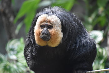 Saki med hvitt ansikt, ape, dyr, Guianan Saki, primat, pattedyr, dyreliv, Carnivore 2021, truet, jungel, natur
