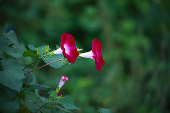 morning Glory, flowers, flower Background, petals, leaves, bloom, blossom, flora, floriculture, horticulture, botany