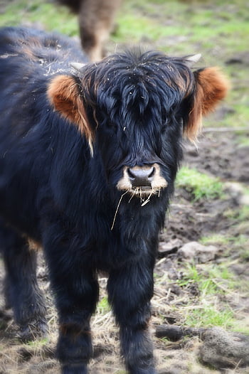 mucca, vitello, montanaro, bestiame, pascoli, Manzo, mammiferi, prateria, ruminanti, pelliccia, Scozia