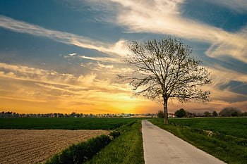 countryside, landscape, sunset, nature, autumn Evening, evening, scenic, single Tree