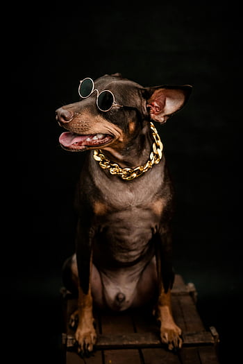hund, solbriller, guldkæde, kølig hund, stilfuld hund, Charmerende hund, kæledyr mode, Dogtilbehør, Hundestil, hund portræt, sort baggrund