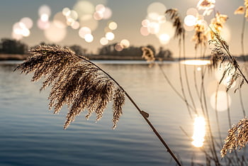 flod, natur, bank, planter, græs, solnedgang, solopgang, lys, vand, afspejling