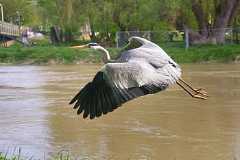 stârc, în zbor, fluviul Dunarea, apă, umbră, primăvară, soare, natură, Germania