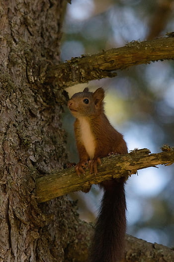 scoiattolo, animale, albero, scoiattolo rosso, sciurus vulgaris, scoiattolo eurasiatico, sciuridae, mammifero, roditore, pelliccia, ramo