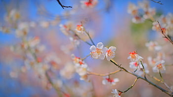 kirsebærblomst, cherryblossom, sakura, vår, rosa, blomst, natur, anlegg, vakre blomster, korea, Republikken, Korea