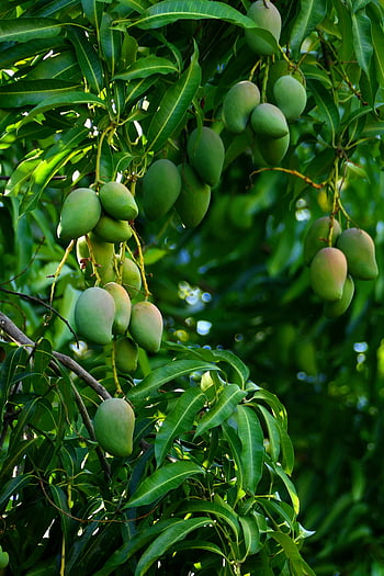 unripe mangoes, mango tree, green mangoes, natural growth, vibrant green tree, close-up photo, fruit on tree, tropical fruit, unripe fruit, mangoes growing, green leaves