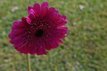 daisy, blomst, plante, blomst tapet, transvaal daisy, smukke blomster, gerbera, kronblade, flor, blomstre, blomst baggrund