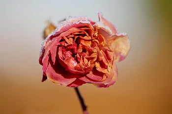 Rose, sne, rosenblomst, Frosset, dækket af sne, i sneen, tørret, rød blomst, vinter, natur, frost