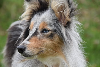 dog, female Dog, portrait Profile Of A Dog, shetland Sheepdog, dog Pure Breed, bitch Nobility Blue, dog Blue Eyes, muzzle End, mammal, canine, nature