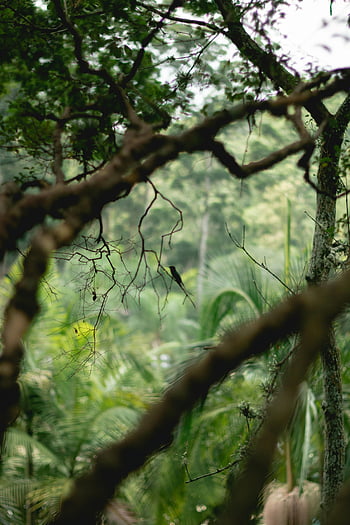 bird, branches, dense forest, green trees, nature tranquility, wildlife photography, forest scene, natural habitat, serene environment, tree branches, forest bird