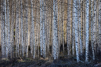 birk, birk lund, løvfældende træer, natur, Skov, aften