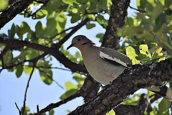 bird, dove, nature, white-winged Dove, ornithology, species, fauna, avian, animal, wildlife, feathers
