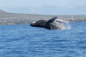 whales, humpback, maui, lahaina, nature, marine, pacific, sea, ocean, mammal