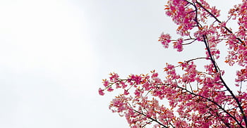 Cherry Blossom Tree, cherry blossoms, full bloom, clear spring sky, pink flowers, spring flowers, tree branches, floral beauty, nature scenery, spring season, blooming tree