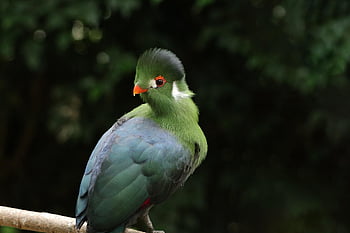Turaco de mejilla blanca, pájaro, animal, Tauraco leucotis, plumas, plumaje, fauna silvestre, naturaleza, ave exotica, cresta, fauna