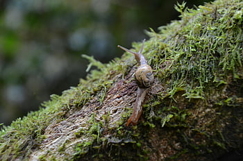 snail, mossy log, lush forest, damp environment, crawling snail, green grass, forest snail, mossy environment, snail habitat, natural setting, snail on log