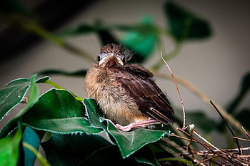 cardinal, fledgling, bird, baby Bird, chick, animal, wildlife, plumage, beak, perched, branch
