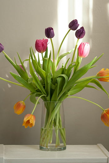 purple tulips, yellow tulips, clear glass vase, colorful tulip bouquet, spring blooms, neutral background, bright flowers, tulip arrangement, floral display, indoor flowers, glass vase flowers